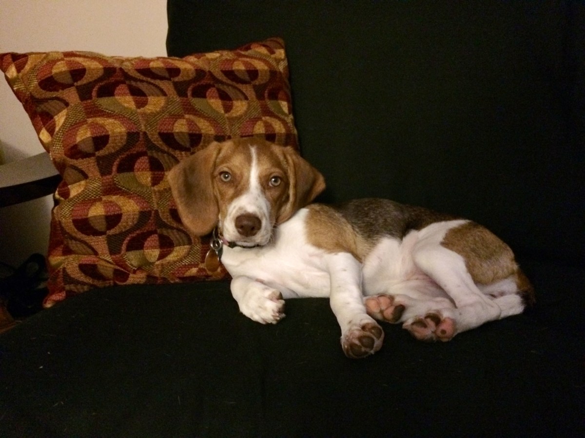 Canela the Wonderdog… 4 years ago this&nbsp;week!